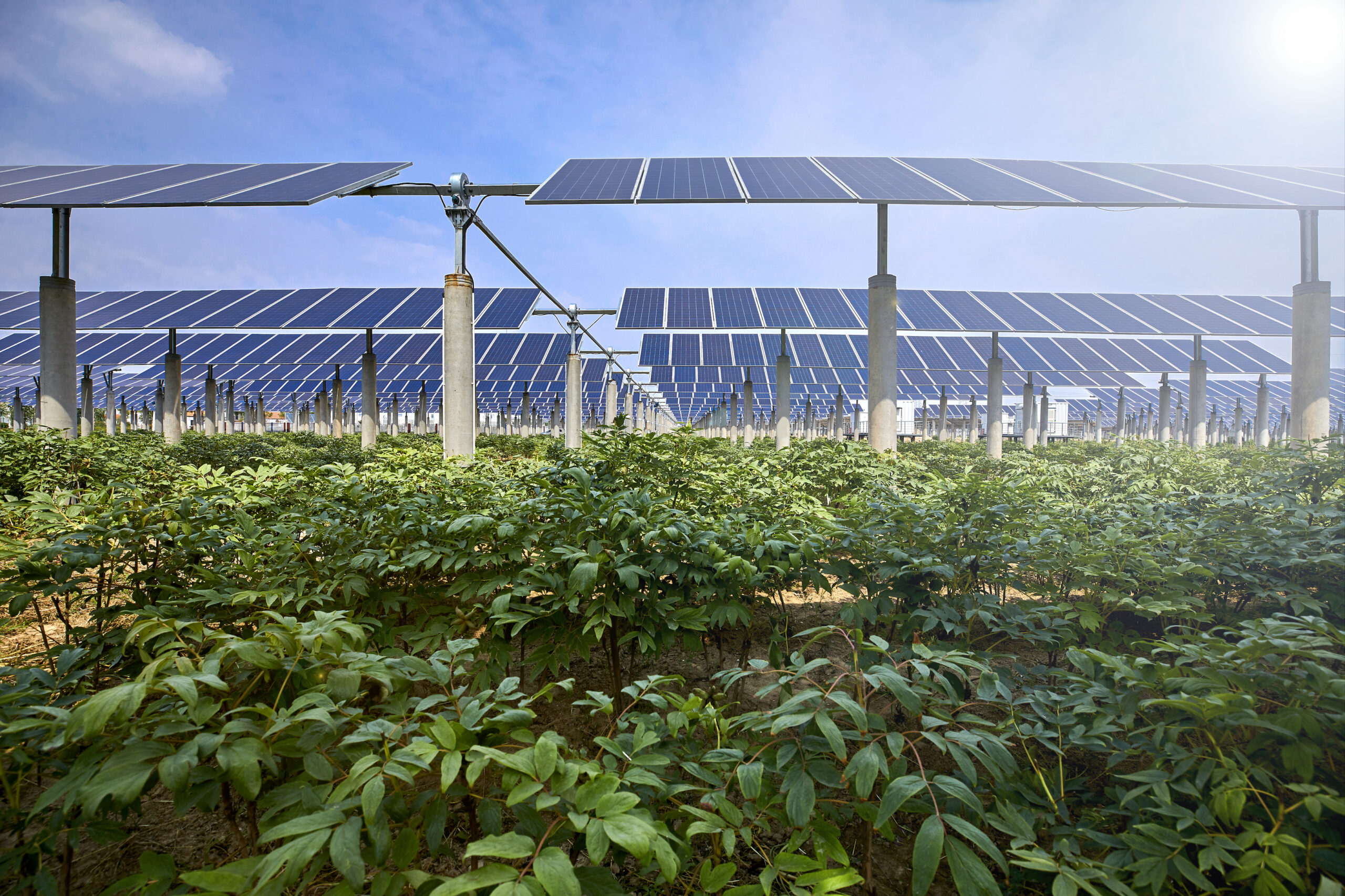 ‘Agrivoltaics’: A Growing Concept That Combines Solar Power and Agriculture